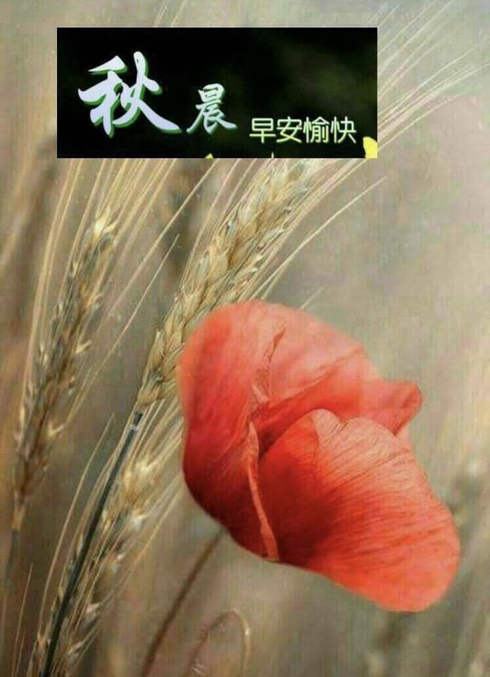 早安圖下載